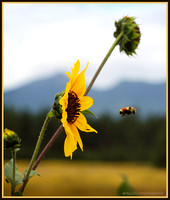 Flagstaff Sunflowers Mormon Lake and Agassiz Peak 2015