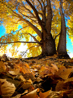 Prescott Fall Colors