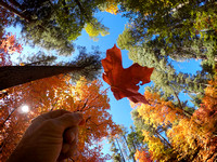 Fall Colors Washington Park